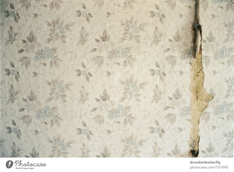 Wandgestaltung Tapete Blume Muster Strukturen & Formen Hintergrundbild weiß grau bleich Verfall retro Riss blau verfallen DDR Farbe