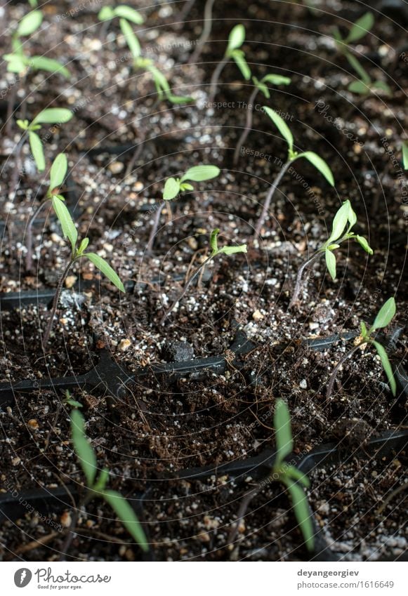 Keimende eingemachte Tomatenpflanzen Topf Leben Gartenarbeit Natur Pflanze Erde Blatt Wachstum klein grün Keimling eingetopft sprießen jung organisch Samen