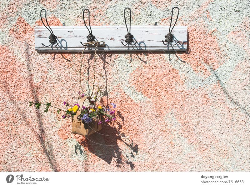 Blumen im Korb auf Aufhänger auf einer Wand Topf Design schön Sommer Garten Dekoration & Verzierung Natur Pflanze Blatt Blüte grün weiß Farbe erhängen Frühling