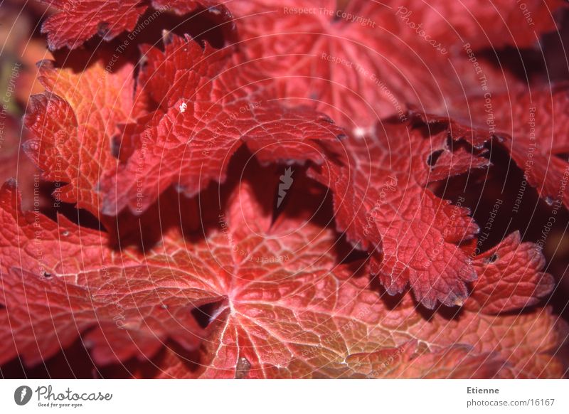 Herbststimmung 1 Blatt rot Makroaufnahme Natur