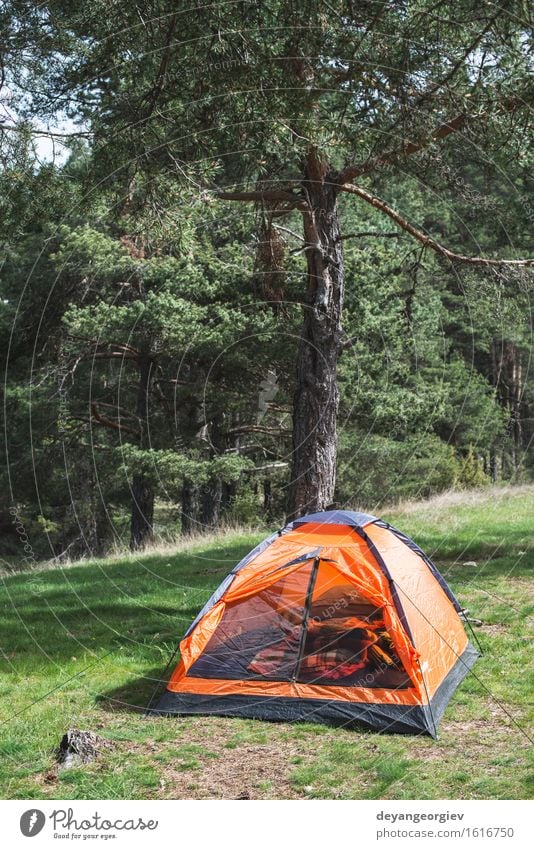 Orange Zelt in einem Kiefernwald Erholung Freizeit & Hobby Ferien & Urlaub & Reisen Tourismus Abenteuer Camping Sommer Berge u. Gebirge wandern Natur Landschaft