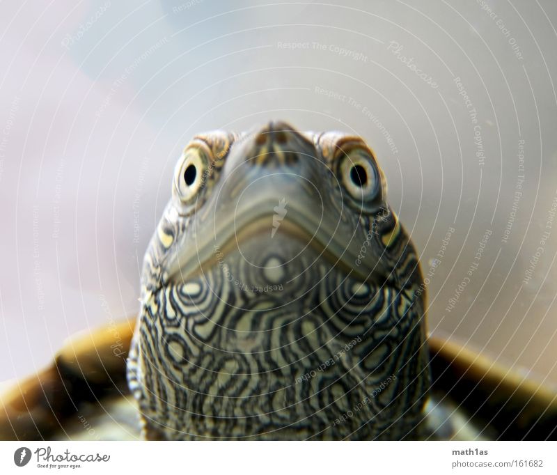 Schildkröte III Muster Makroaufnahme Leder Haut Pflanze Wasser Unterwasseraufnahme gepanzert turtle streigen Auge