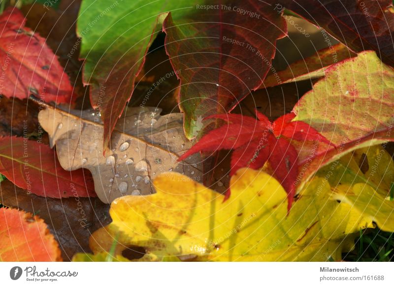 Schön bunt ruhig Natur Wassertropfen Herbst Wärme Blatt nass braun gelb gold rot Wein Eiche Farbfoto mehrfarbig Außenaufnahme Nahaufnahme Detailaufnahme