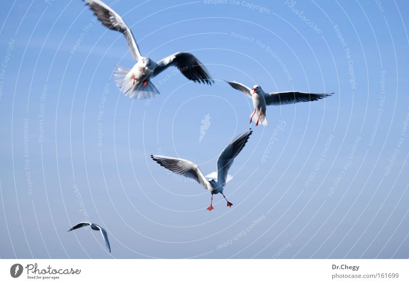 Satz Möwen isoliert auf blauem Himmel weiß fliegen Flügel Bewegung Manöver Luft Vogel Migration Natur Freiheit Leben Tierwelt