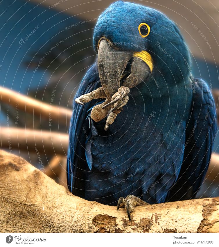 Portrait eines Papageis Tier Papageienvogel 1 Freundlichkeit blau gelb Farbfoto Zentralperspektive Tierporträt