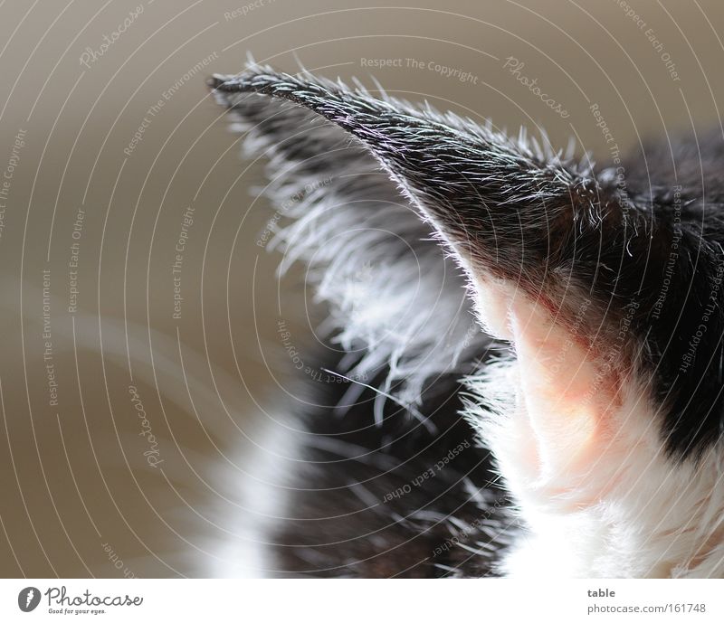 Horchposten Katze Fell Säugetier Hauskatze Frequenz hören Gehörsinn schlafen Halbschlaf schwarz weiß niedlich selbstbewußt anhänglich Treue Gefühle