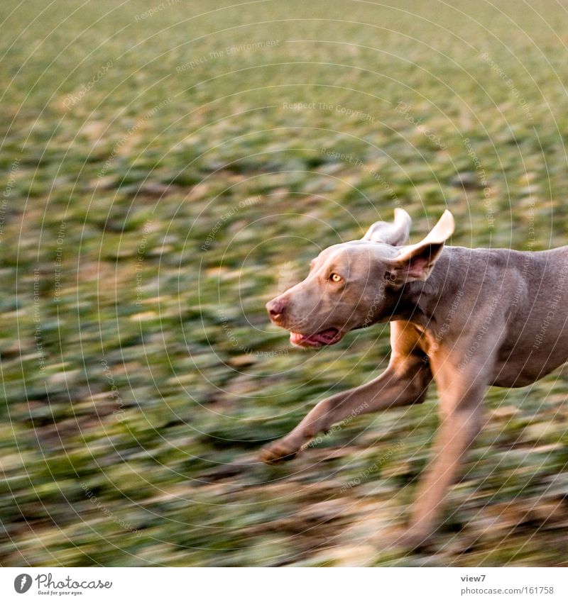 Jagdhund schön Feld Fell Tier Hund Pfote 1 atmen rennen laufen machen Geschwindigkeit Willensstärke Tatkraft diszipliniert Konzentration Schnauze Weimaraner