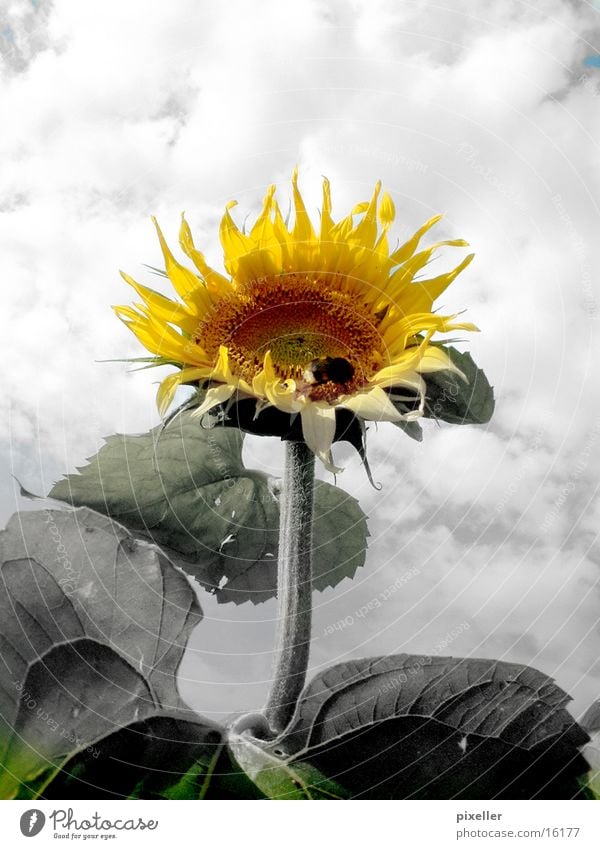 sunflower Blume Sonnenblume Pflanze grau gelb Wolken Himmel