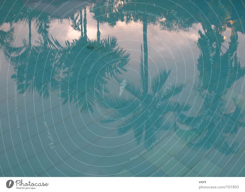 palm pool Schwimmbad Wasser Palme Reflexion & Spiegelung blau Sonnenuntergang Urwald Bali Ferien & Urlaub & Reisen Erholung durchsichtig Menschenleer