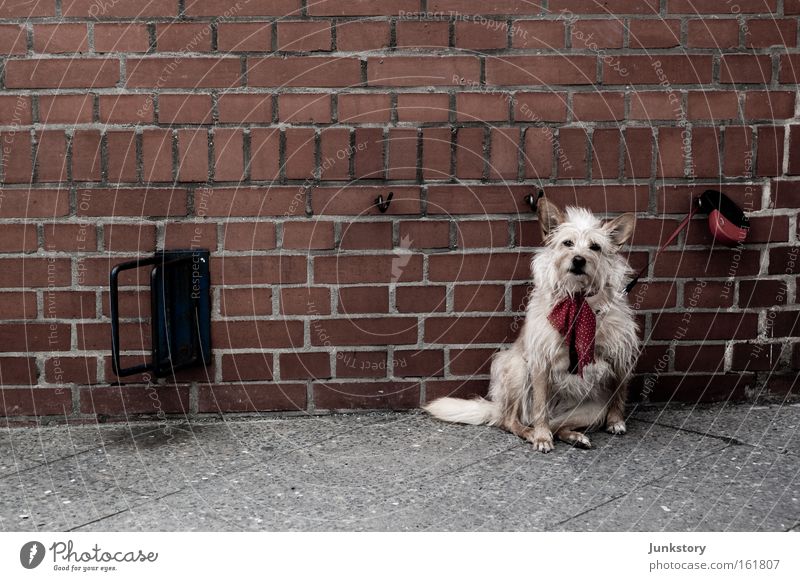 Brick-Dog Backstein Mauer Hund Seil warten ausgesetzt Haustier Einsamkeit Wand gefangen Säugetier Straßenhund