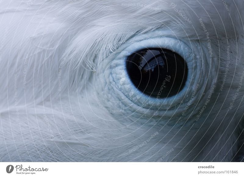 Gefangenschaft Auge Vogel gefangen Gitter Käfig Feder schwarz Reflexion & Spiegelung blau weiß schön Traurigkeit Blick Papageienvogel Trauer Verzweiflung