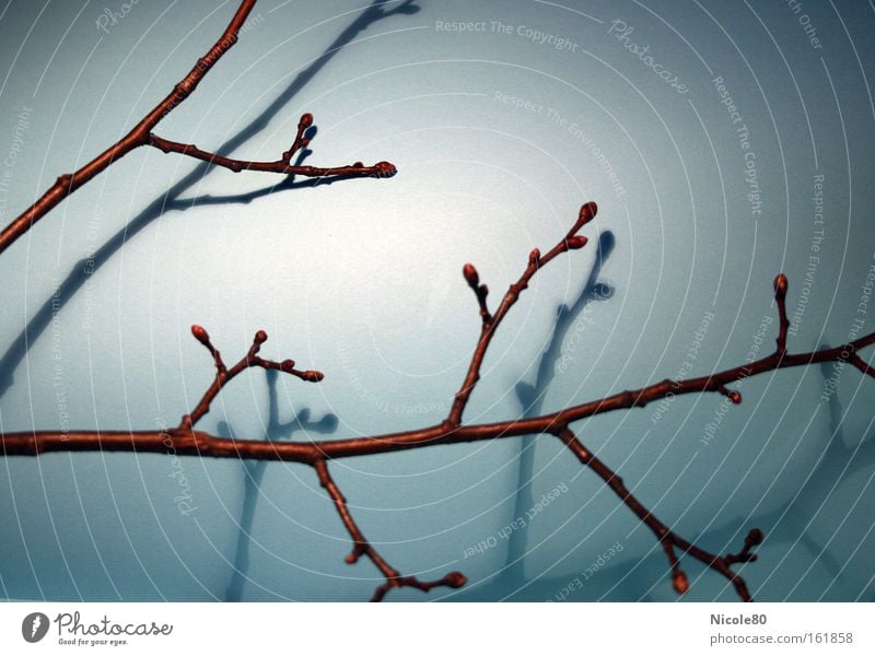 Zweig (mit Schattenzwilling) Licht Dekoration & Verzierung Natur Frühling Blühend Ast Blattknospe Birke