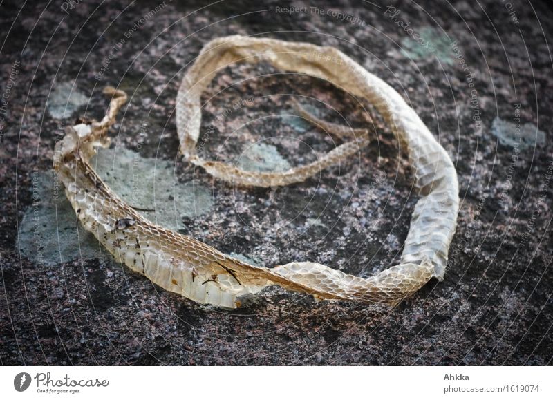 Wachstumsrate Natur Felsen Schlangenhaut Fortschritt Körperpflege Formel alphabetisch Formation geheimnisvoll Symbole & Metaphern Tierhaut Hautfalten häuten