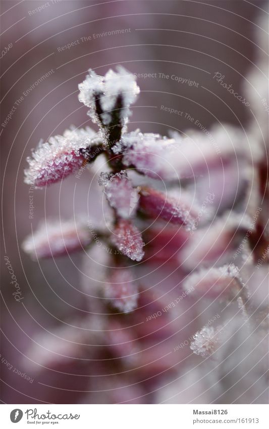 Eiskronen Pflanze Winter Frost kalt Unschärfe Dänemark rosa