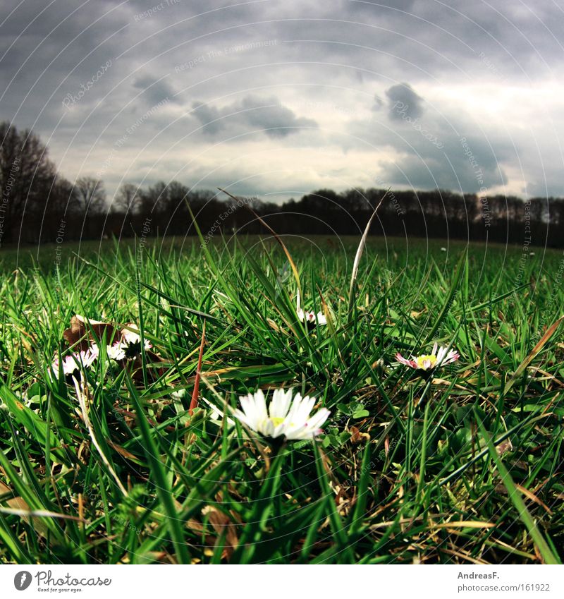 April, April Froschperspektive Frühling Wiese Rasen Wolken Wetter Gänseblümchen Gras Park Frühblüher Fischauge aprilwetter frühlingsboten