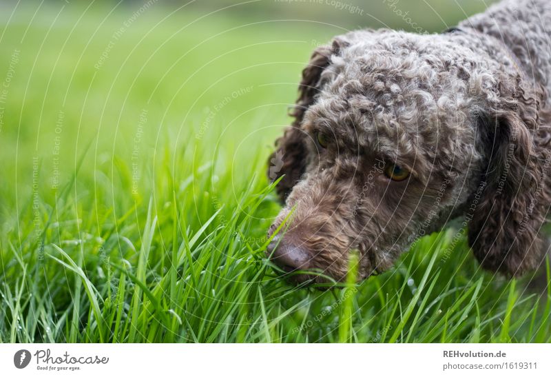 Fritzi 3 Freizeit & Hobby Ausflug Gras Wiese Tier Haustier Hund 1 grün Freude Umwelt Farbfoto Außenaufnahme Textfreiraum links Tag Unschärfe