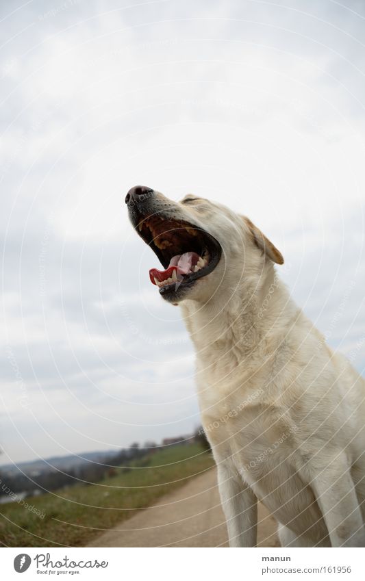 Frühjahrsmüdigkeit Hund Müdigkeit gähnen Haustier gehorsam üben sitzen Langeweile warten Konzentration Beschwichtigung calming signal Labrador Retriever