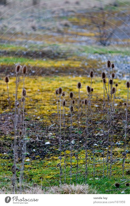 Camourflage Bodenbelag Landschaft Kardendistel Distel Gras Wiese Moos Verschiedenheit Strukturen & Formen Vielfältig wild Sträucher Natur Geröll Stein Herbst