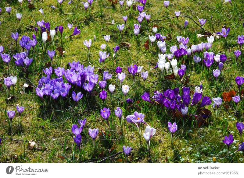 Krokuswiese Krokusse Frühling Wiese Gras Blume Blüte zart filigran Blühend Natur violett verteilt Park