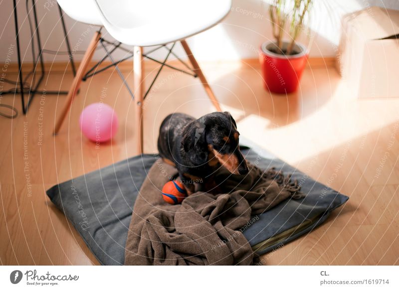ab auf deinen platz Spielen Häusliches Leben Wohnung Innenarchitektur Dekoration & Verzierung Möbel Stuhl Raum Tier Haustier Hund Dackel 1 Luftballon Ball Decke
