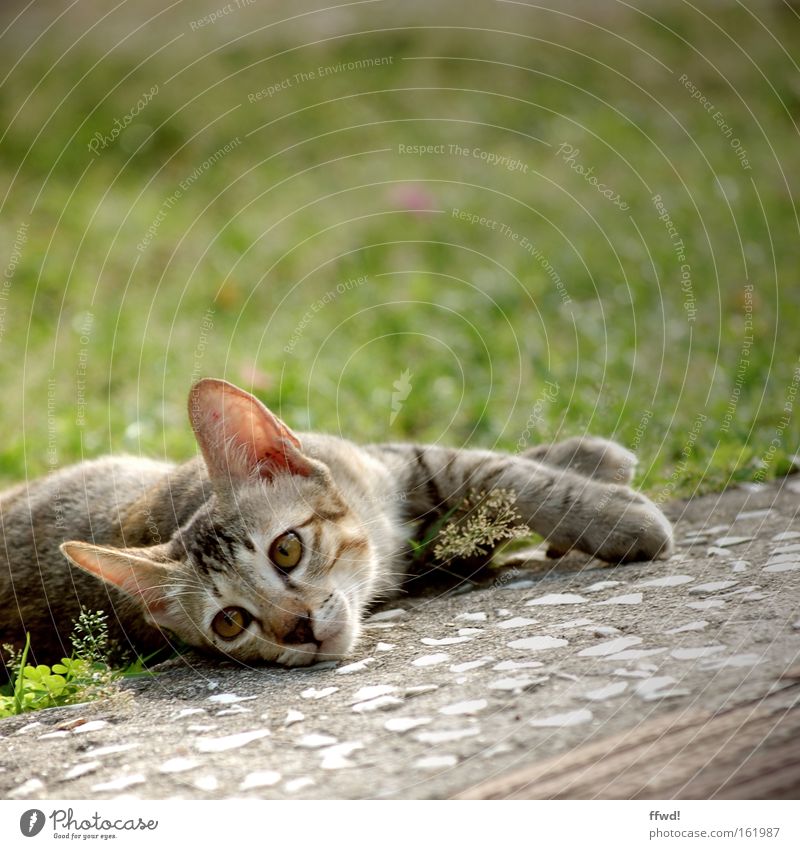 Lethargie Katze Tier lethargisch Trägheit Müdigkeit bequem gemütlich Zufriedenheit Langeweile Schwäche Erschöpfung Wiese Gras Säugetier behäbig Traurigkeit