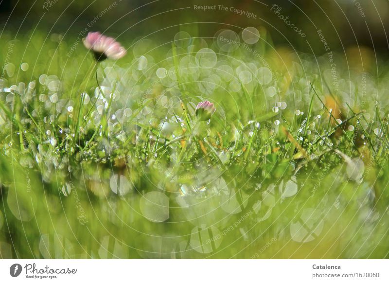 Tautropfen funkeln im Gras Natur Pflanze Wassertropfen Sonne Schönes Wetter Blume Gänseblümchen Garten Wiese Bewegung Duft glänzend verblüht Wachstum ästhetisch