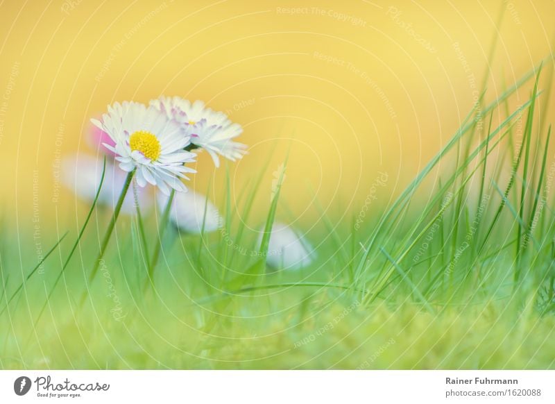 Gänseblümchenwiese Umwelt Natur Pflanze Frühling Blume Wiese "Blüten Rasen Sonne sanft weich hell freundlich Gras Liegewiese" Farbfoto Außenaufnahme Tag