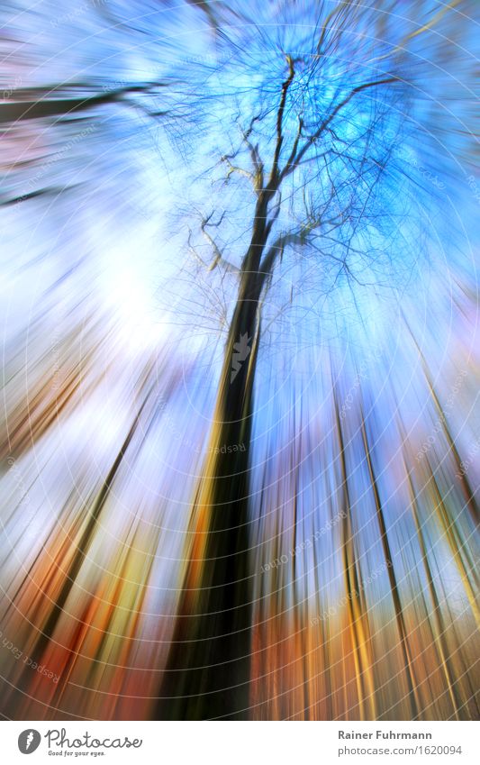 ein psychedelischer Blick zum Himmel Umwelt Natur Landschaft Pflanze Luft Schönes Wetter Park Wald Frühlingsgefühle Euphorie träumen "psychedelisch Rausch