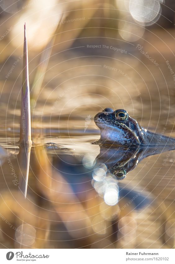 Ein Moorfrosch wartet in einem Teich auf seine Liebste Natur Tier Wildtier Frosch 1 sitzen warten Coolness schön gelb "Moorfrosch Paarungszeit Wasser Bokeh