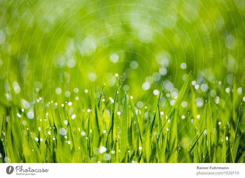 Morgentau glitzert auf frischem Grün Natur Landschaft Pflanze Wassertropfen Park Wiese Feld ästhetisch "Saat Tautropfen glitzern," Farbfoto Nahaufnahme