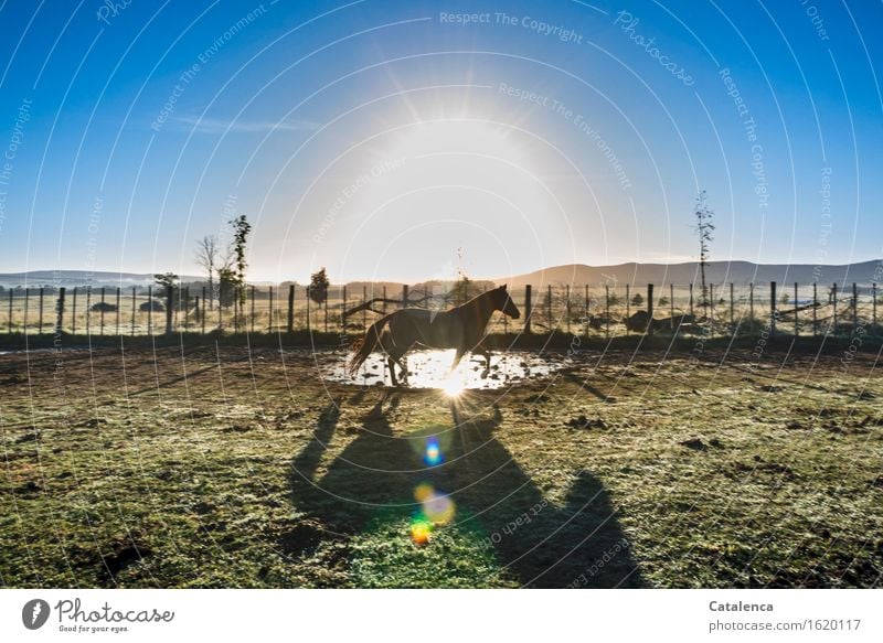 Sonnenlicht; Pferd im Gatter trabt durch eine Pfütze im Gegenlicht Landschaft Pflanze Tier Luft Wasser Schönes Wetter Wiese Feld Hügel 1 Bewegung glänzend gehen
