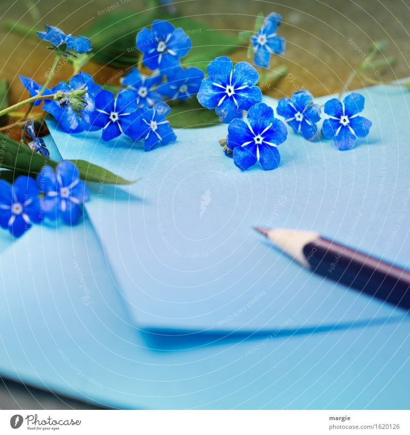 Vergiss mein nicht! Blaue Zettel mit Stift umrahmt von Vergissmeinnicht - Blüten Büroarbeit Arbeitsplatz sprechen Blume Blatt schreiben blau Sympathie