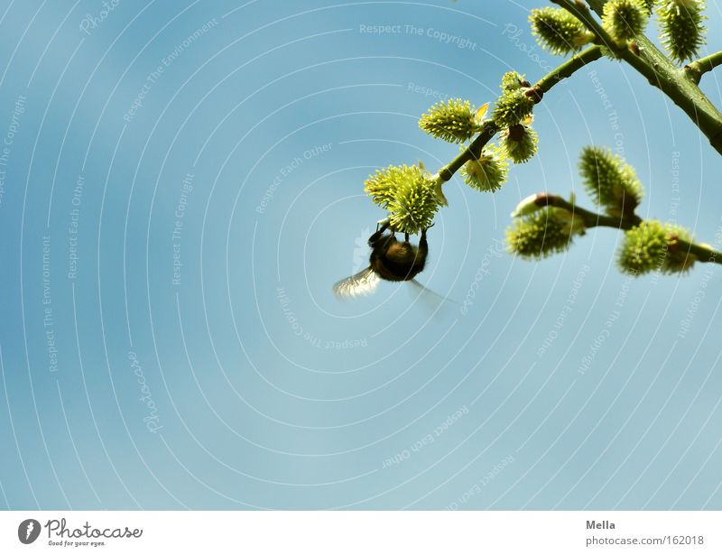 Gleichgewichtsübung Hummel Insekt Frühling Pollen Sammlung Arbeit & Erwerbstätigkeit fleißig hängen Erholung Flügel blau