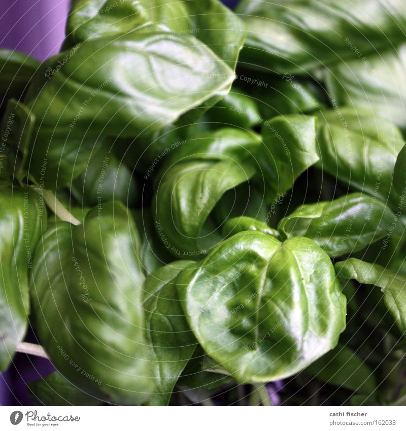 dschungel Basilikum Pflanze grün Kräuter & Gewürze violett Natur Botanik Pesto Blume Wiese Küche Grünpflanze Gemüse Farbe