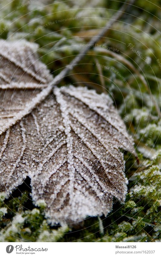 Stille Winter Frost Blatt Moos grün Herbst Unschärfe erstarrt