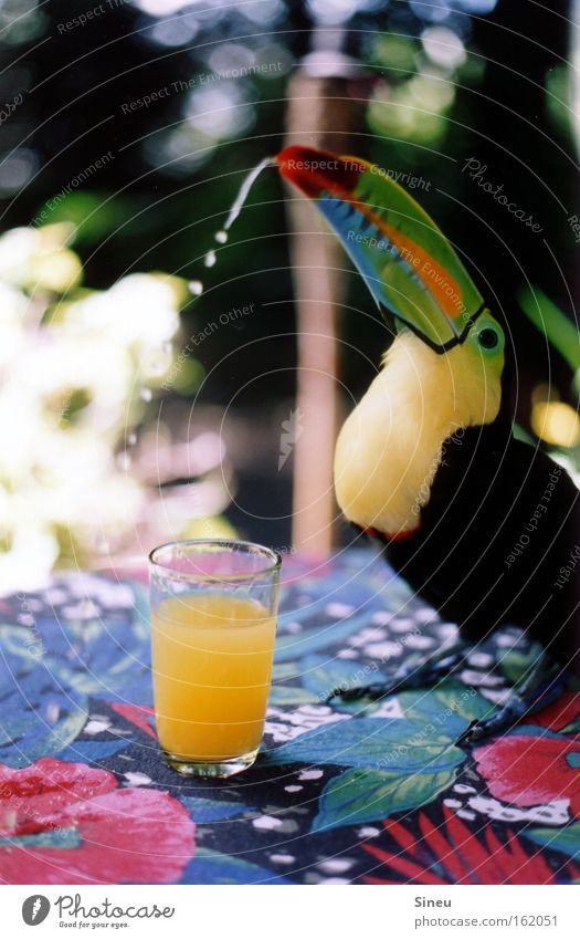 Hohes C Farbfoto mehrfarbig Nahaufnahme Licht Schatten Schwache Tiefenschärfe Tierporträt Frucht trinken Saft Glas Gesundheit Sommer Schönes Wetter Terrasse