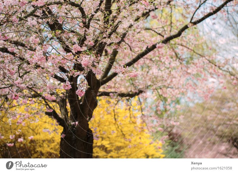 Blütenmeer Umwelt Natur Pflanze Baum Sträucher Garten gelb rosa Frühlingsgefühle zart Romantik Außenaufnahme Menschenleer Textfreiraum rechts Tag