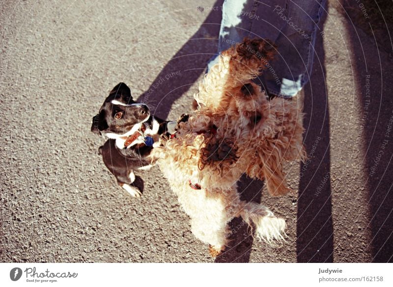 ICH will das Leckerlie ! Farbfoto Außenaufnahme Tag Spielen Sportveranstaltung Freundschaft Tier Hund kämpfen Konkurrenz betteln fordern Säugetier Belohnung