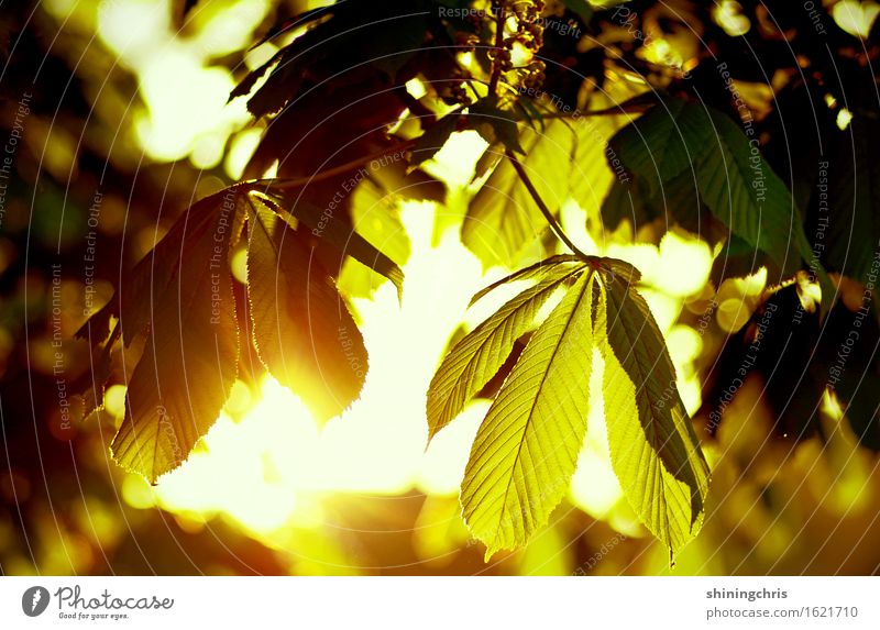 morgenstund' Umwelt Sonne Sonnenaufgang Sonnenuntergang Sommer Klima Schönes Wetter Baum Blatt Kastanienbaum Garten Park leuchten gelb gold grün Lebensfreude