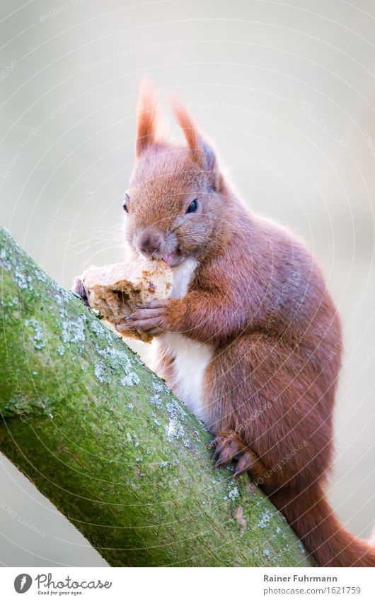 ein Eichhörnchen hat sich ein Stück Brot geklaut Tier Wildtier 1 Essen Fressen Natur "sitzen knabbern Baumstamm Ast wild Freiheit," Farbfoto Außenaufnahme Blick