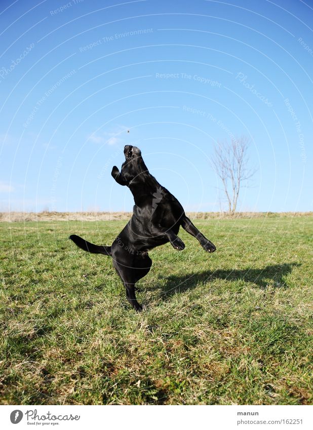 Leichte Übung Hund Tiertraining Berufsausbildung üben Spielen Haustier Bewegung Fitness Gesundheit gehorsam springen hüpfen Freude sportlich Bildung