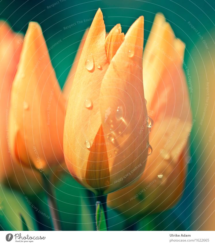 Orange Tulpen (Tulipa) elegant Freude Glück Erholung ruhig Freizeit & Hobby Garten Dekoration & Verzierung Ostern Natur Pflanze Frühling Blume Blüte Topfpflanze