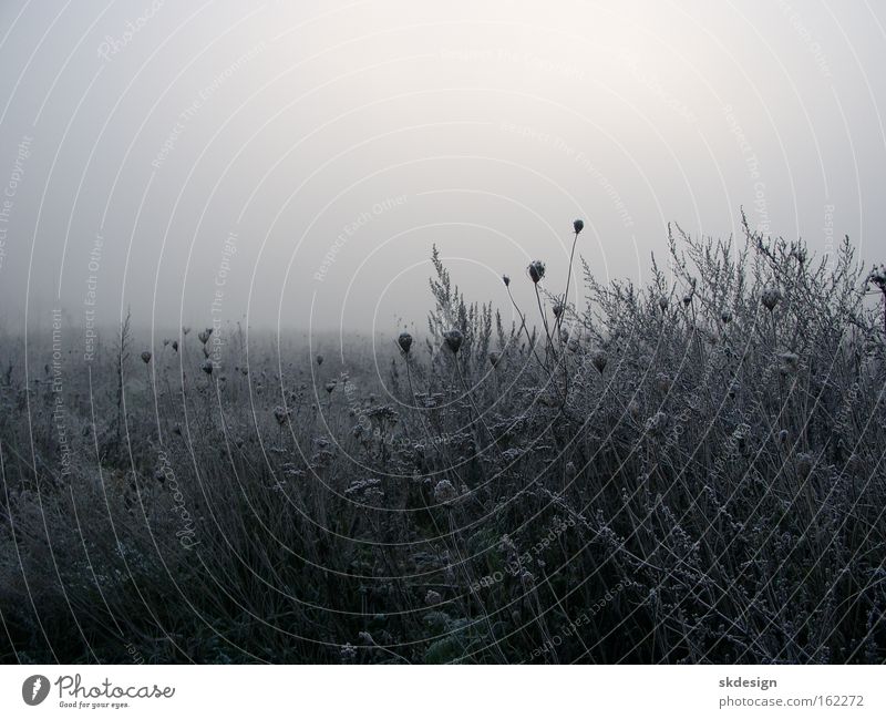 Frostige Brache Nebel Wiese schlechtes Wetter Doldenblüte Morgennebel Brachland Triest Winter grau Raureif