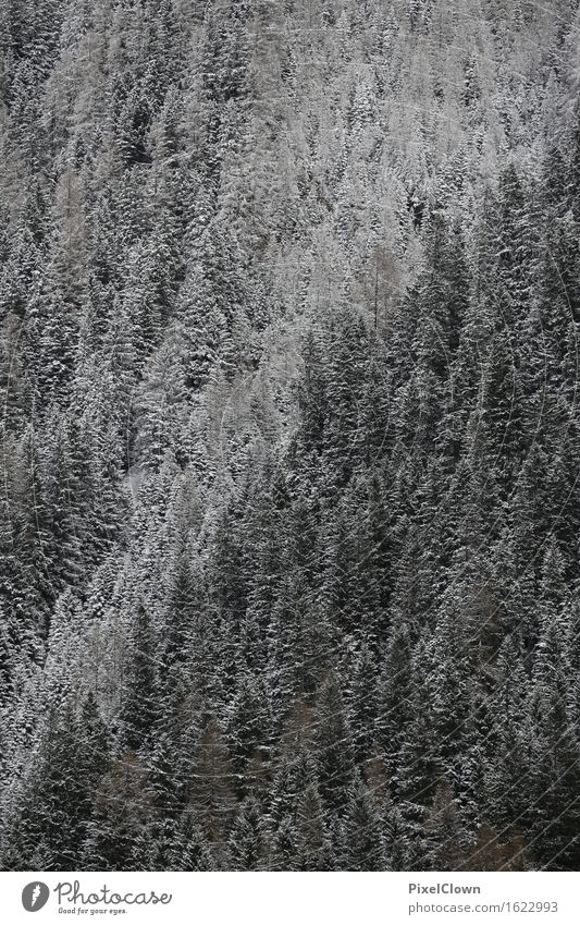 Berggipfel harmonisch Ferien & Urlaub & Reisen Tourismus Ausflug Winter wandern Landwirtschaft Forstwirtschaft Umwelt Natur Landschaft Wald Berge u. Gebirge