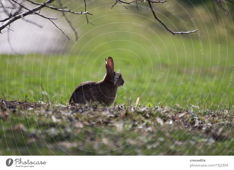 Osterhasi Hase & Kaninchen Ostern sitzen Wiese beobachten Unschärfe hüpfen Ohr Löffel Nase Fell frei Blatt Erholung Pause Verschnaufpause Säugetier Frieden