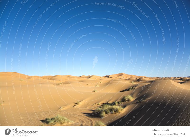 Sahara II Ferien & Urlaub & Reisen Ausflug Abenteuer Ferne Freiheit Sommer Sommerurlaub Umwelt Natur Landschaft Sand Himmel Wolkenloser Himmel Klima Klimawandel