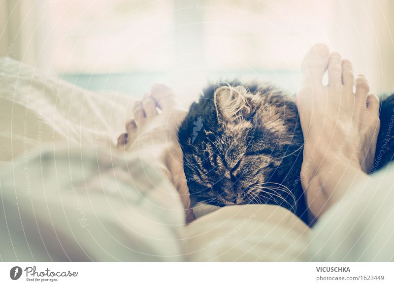 Katze schmust mit Füße Lifestyle Erholung Häusliches Leben Bett Schlafzimmer Familie & Verwandtschaft Fuß Tier Freundschaft Liebe Tierliebe Dekadenz Fenster