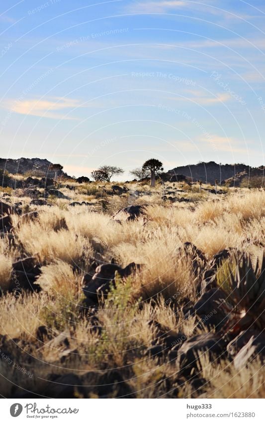 Endless Wilderness Umwelt Natur Landschaft Erde Schönes Wetter Wärme Pflanze Sträucher Wüste Kalahari blau braun gelb gold Gras Steppe Horizont Hügel Felsen