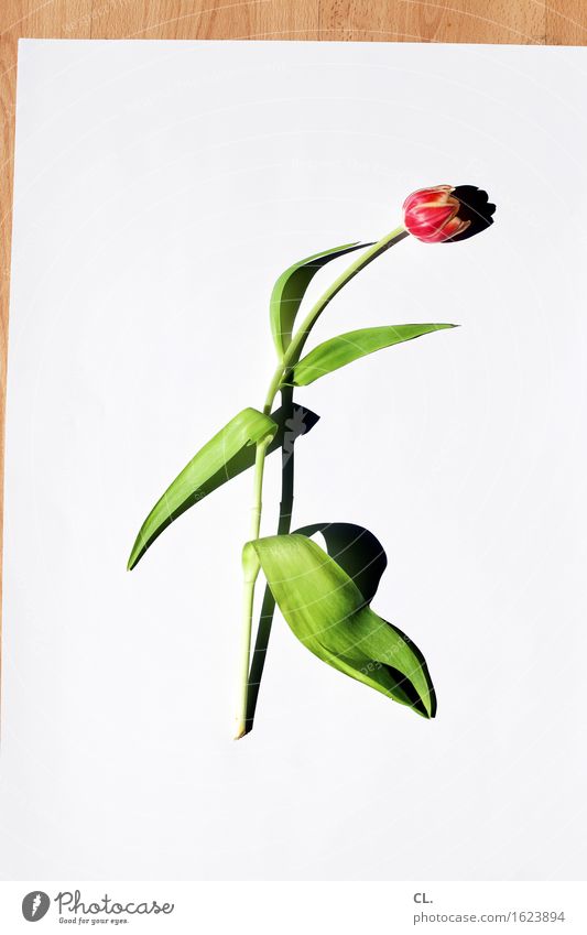 was zur verfügung stand / tulpe Blume Tulpe Blatt Blüte ästhetisch einfach Farbfoto Innenaufnahme Studioaufnahme Nahaufnahme Menschenleer Textfreiraum links