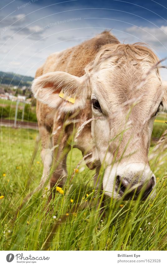 Spürnase Ausflug Sommer Natur Wiese Nutztier Kuh entdecken Essen natürlich Neugier niedlich Akzeptanz Vertrauen Appetit & Hunger Gelassenheit Schweiz